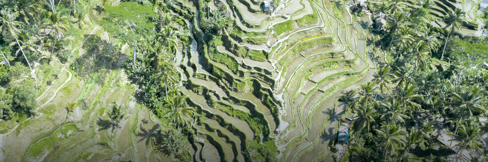 Rice terraces in Bali